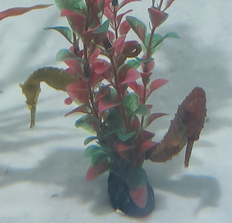 Hybrid Seahorse (H. angustus x H. elongatus)