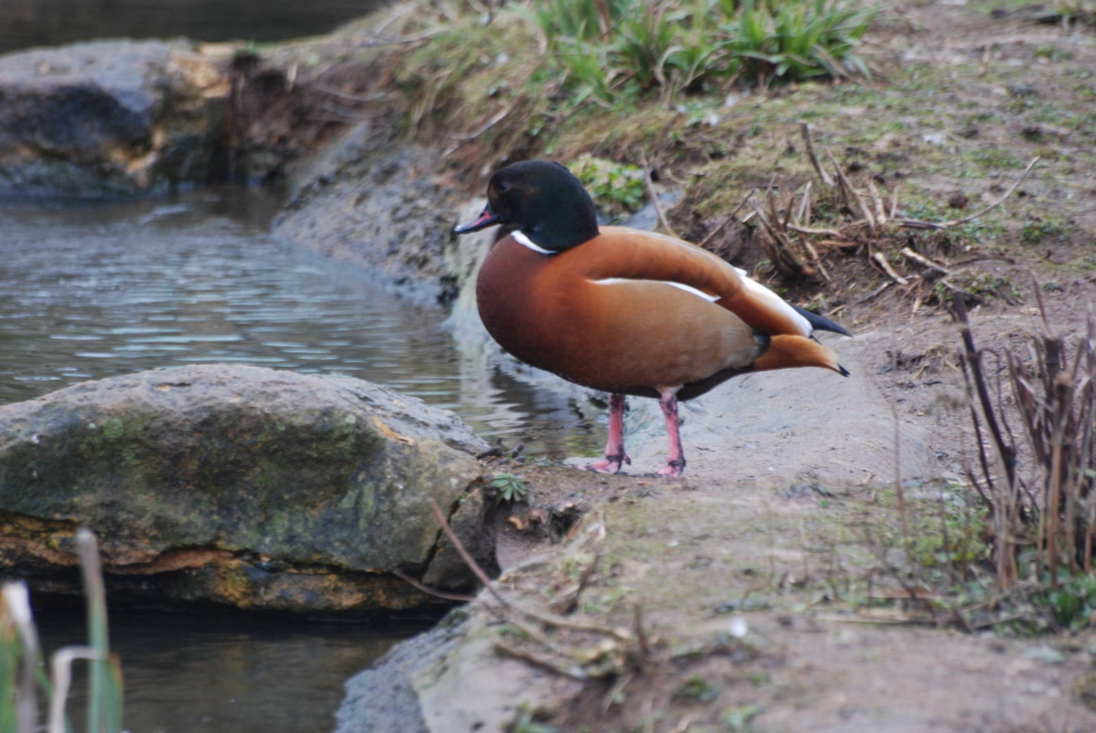 Hybrid Shelduck at Bristol, 06/02/12