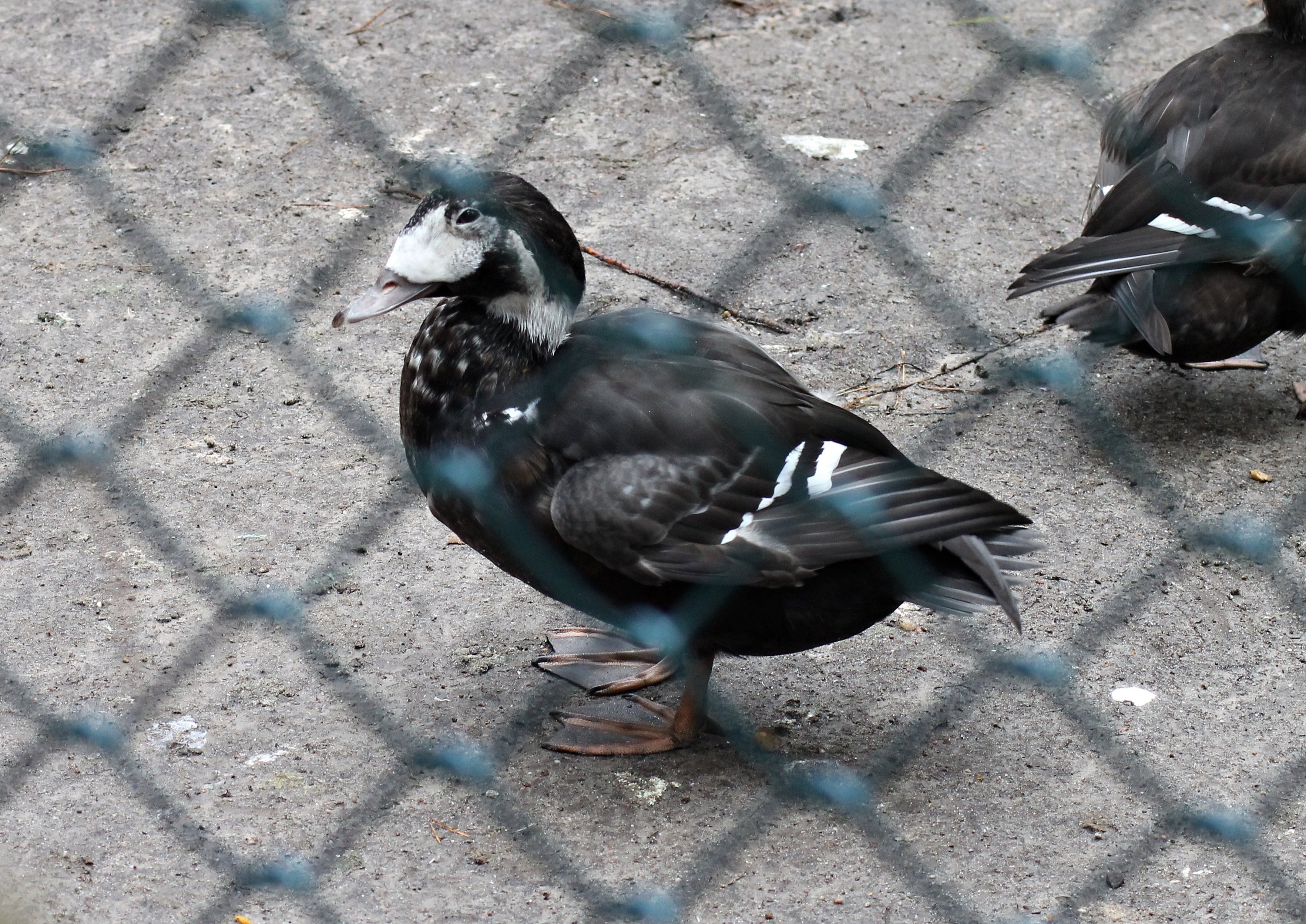 Hybrid Spectacled eider X White-winged scoter (Nov 2nd, 2019)