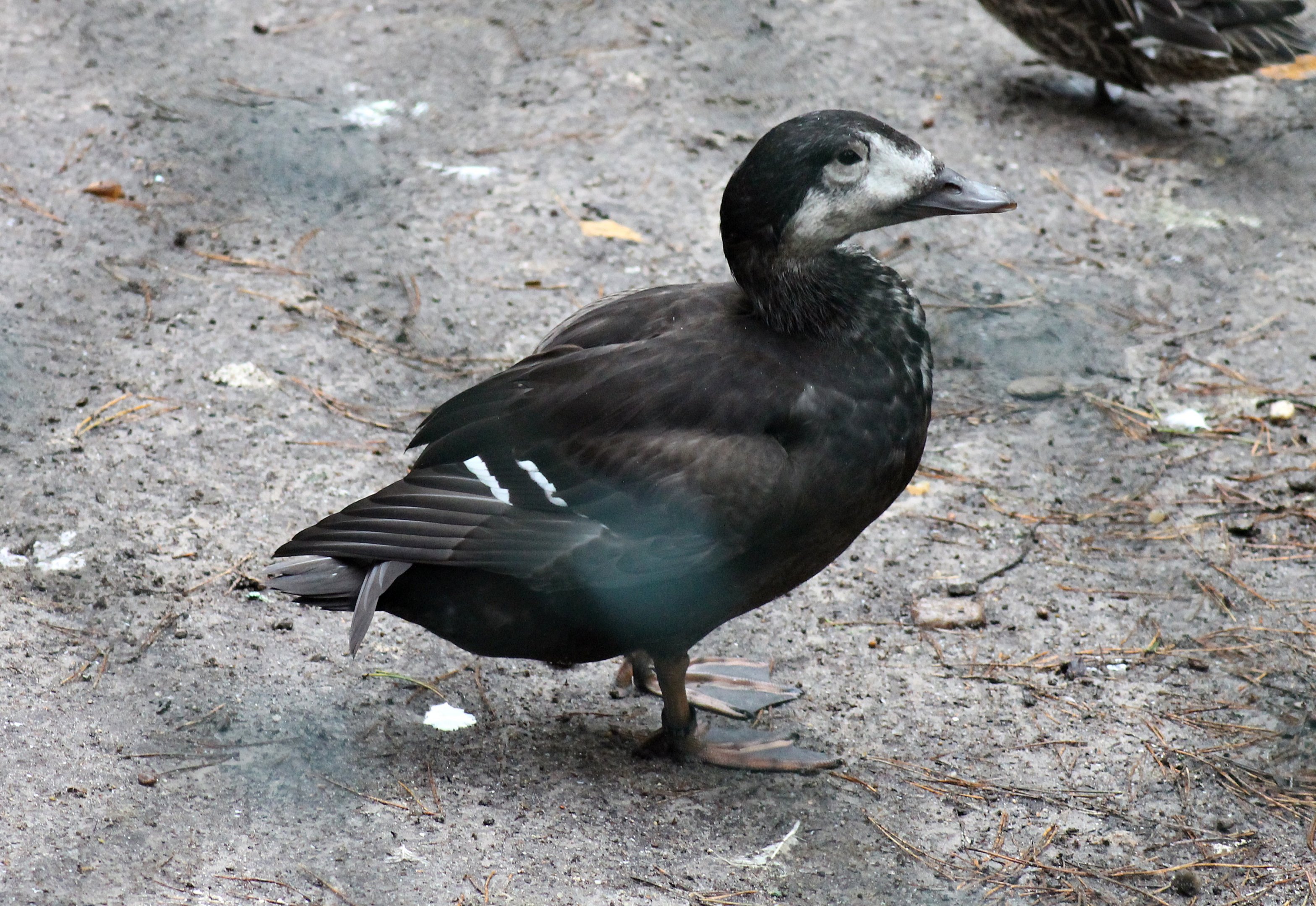 Hybrid Spectacled eider X White-winged scoter (Nov 2nd, 2019)