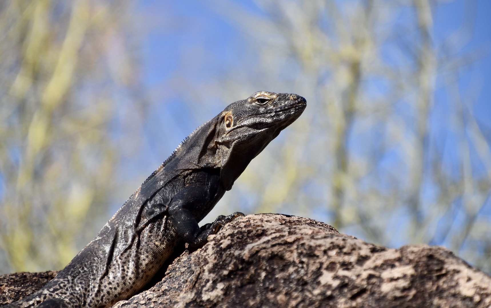 Hybrid Spiny-Tailed Iguana (Ctenosaura conspicuosa x macrolopha) male - wild