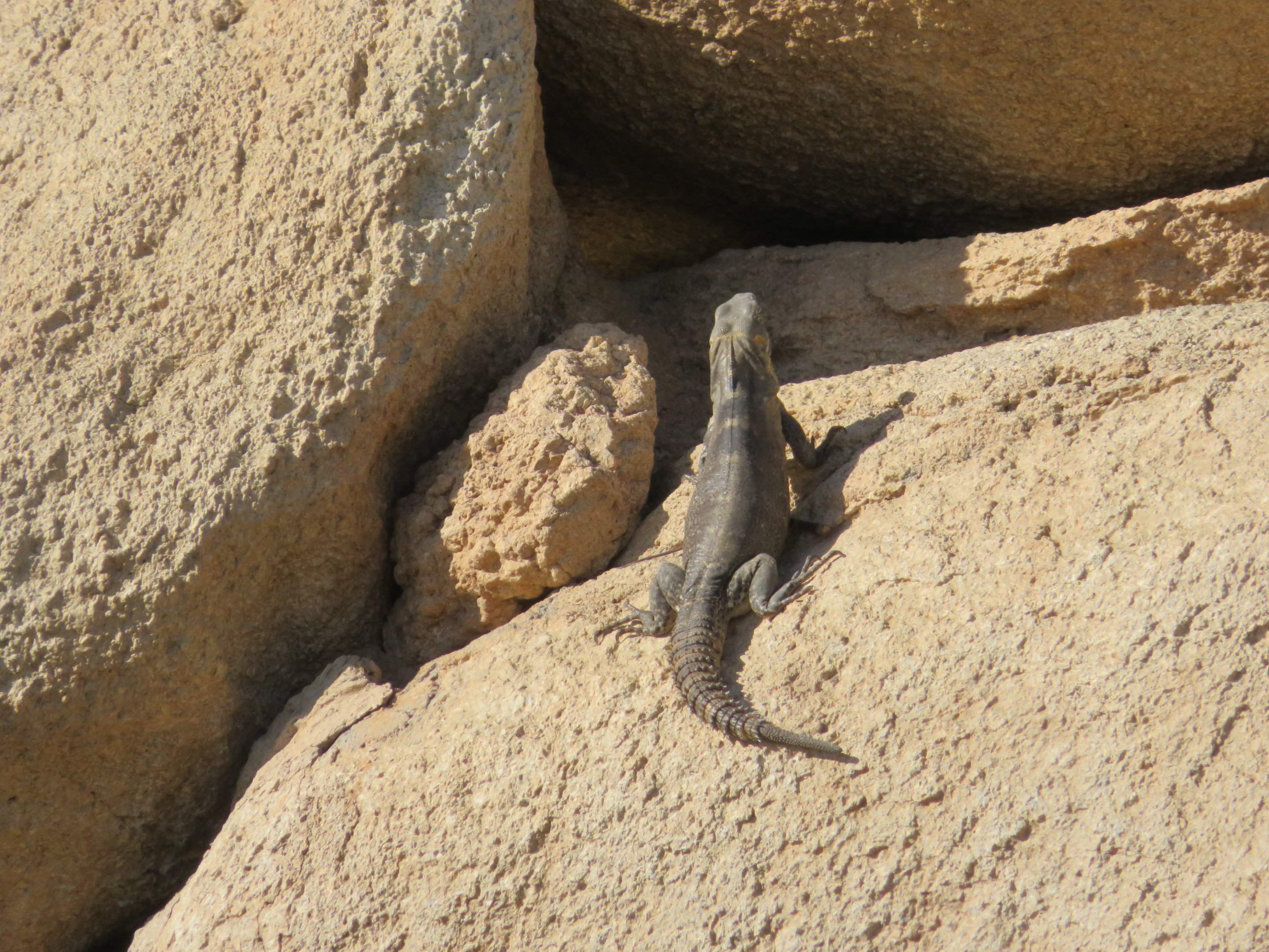 Hybrid Spiny-tailed Iguana (Feral)