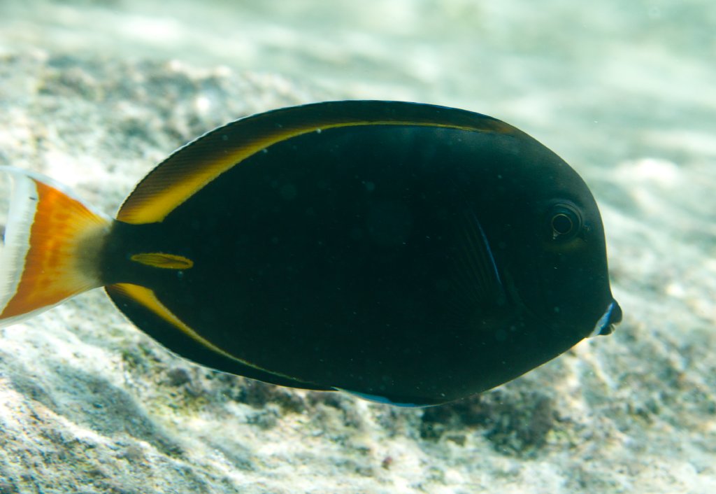 Hybrid Surgeonfish (Acanthurus achilles x A.nigricans)