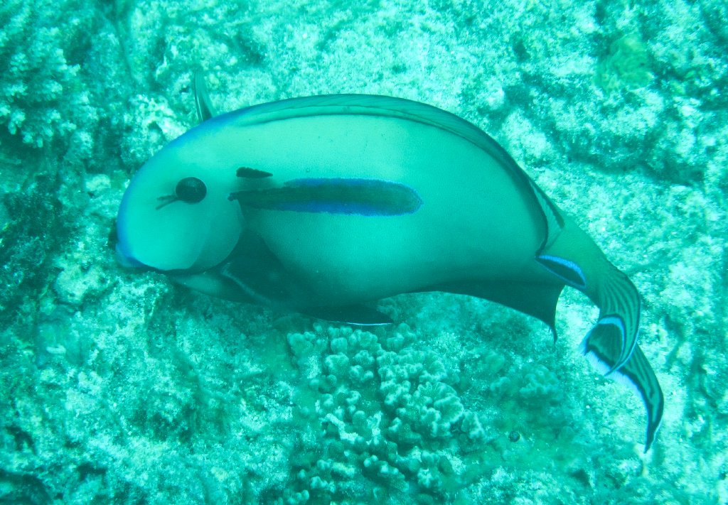 Hybrid Surgeonfish - Acanthurus olivaceus x A. tennenti