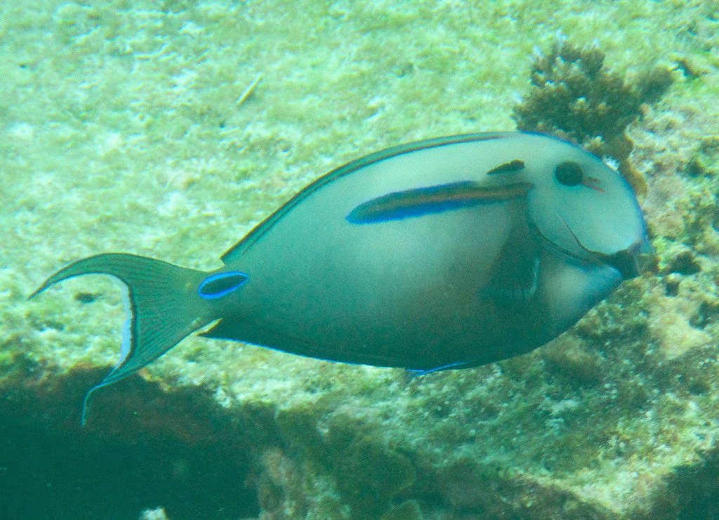 Hybrid Surgeonfish - Acanthurus olivaceus x A. tennenti