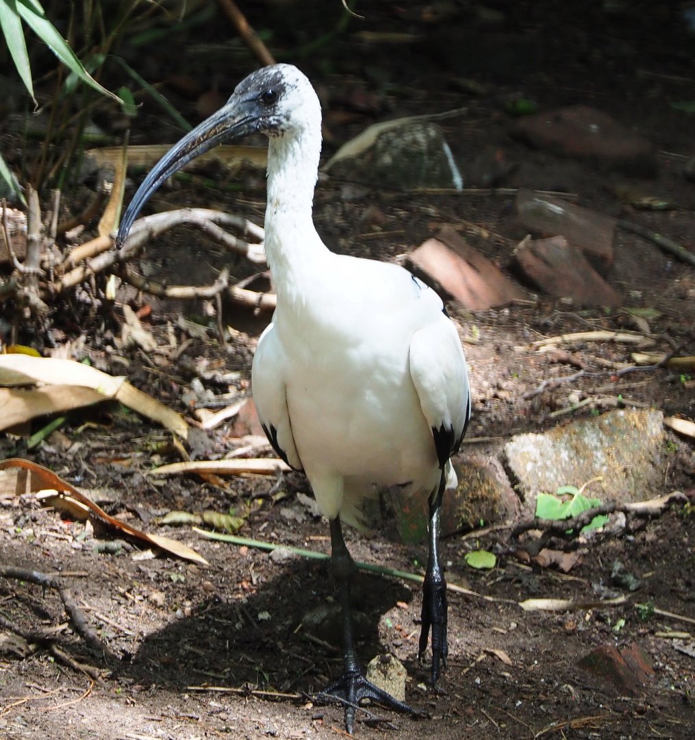 Hybrid Threskiornis ibis (?) - 2020-06-20