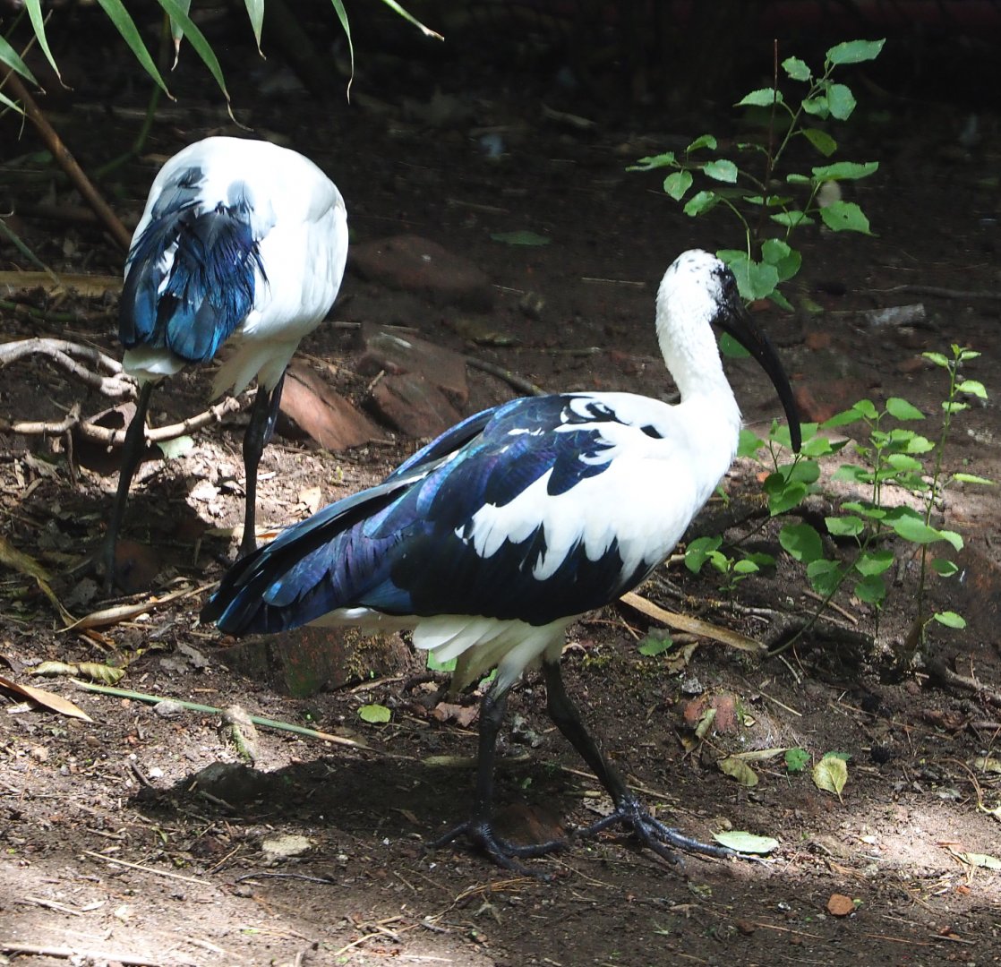 Hybrid Threskiornis ibis (?) - 2020-06-20