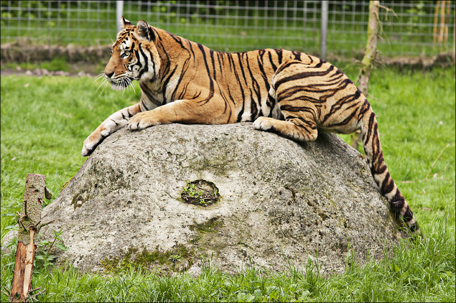 Hybrid Tiger at Thüle