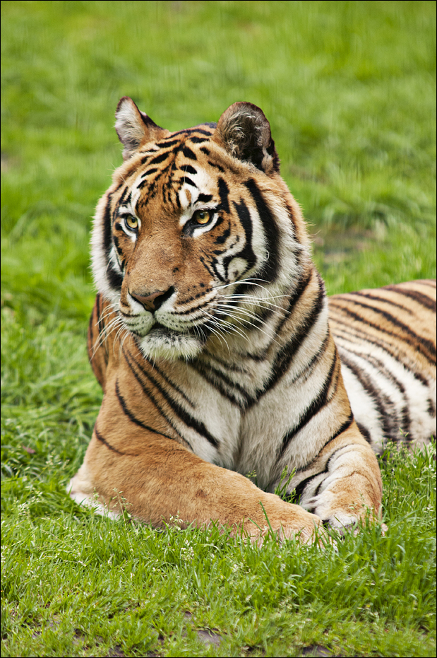 Hybrid tiger at Thüle