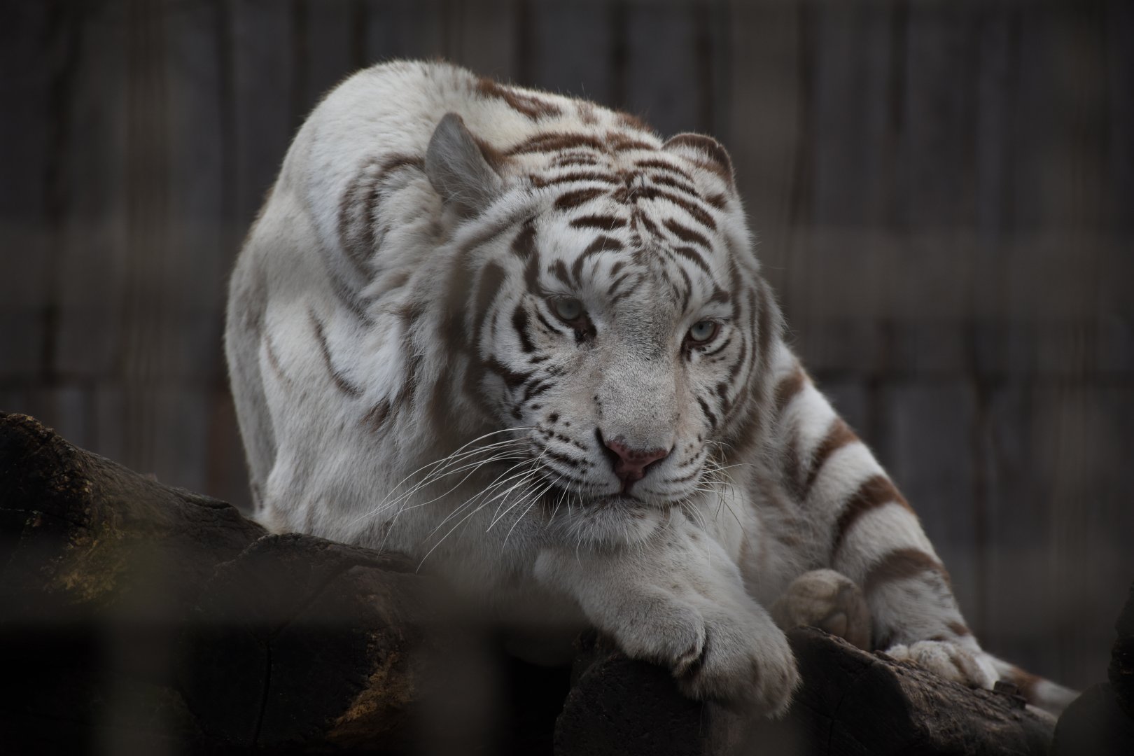Hybrid tiger/White tiger