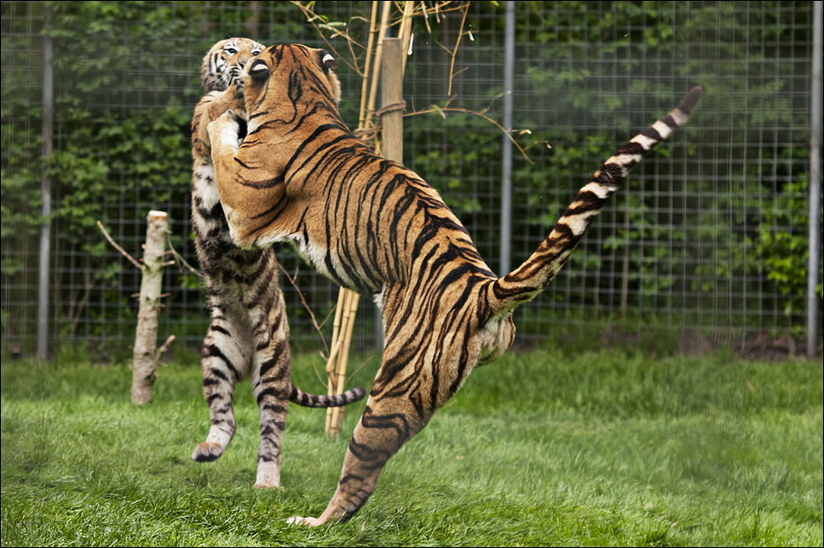Hybrid tigers at Thüle
