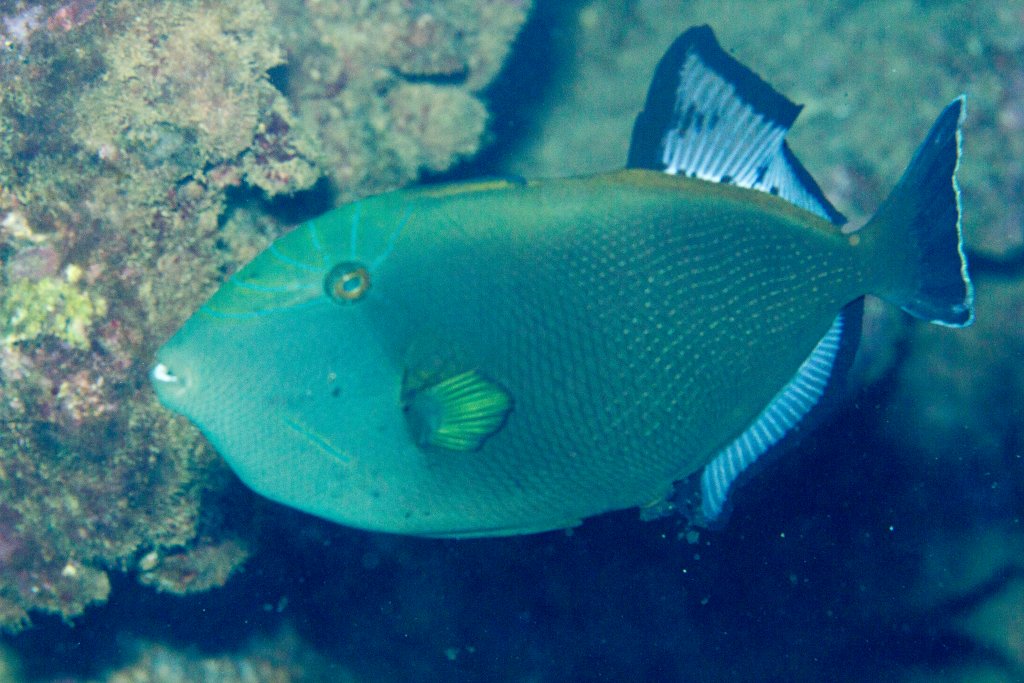 Hybrid Triggerfish - Pinktailed x Black Triggerfish