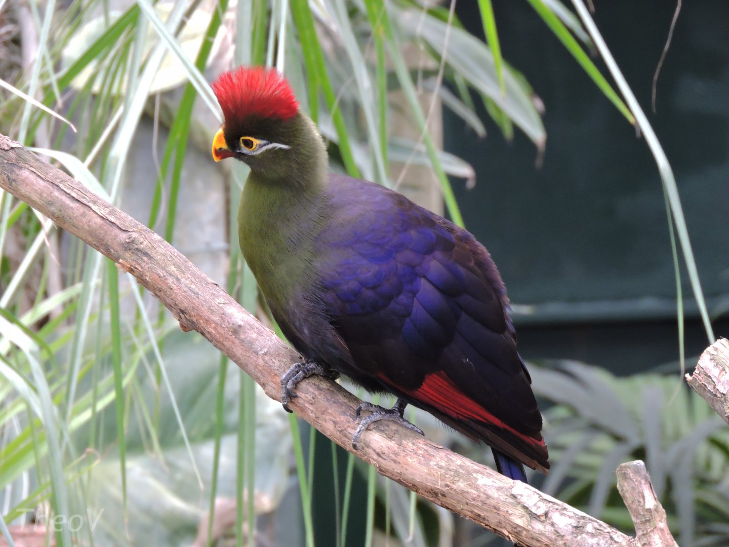 Hybrid turaco [2015]