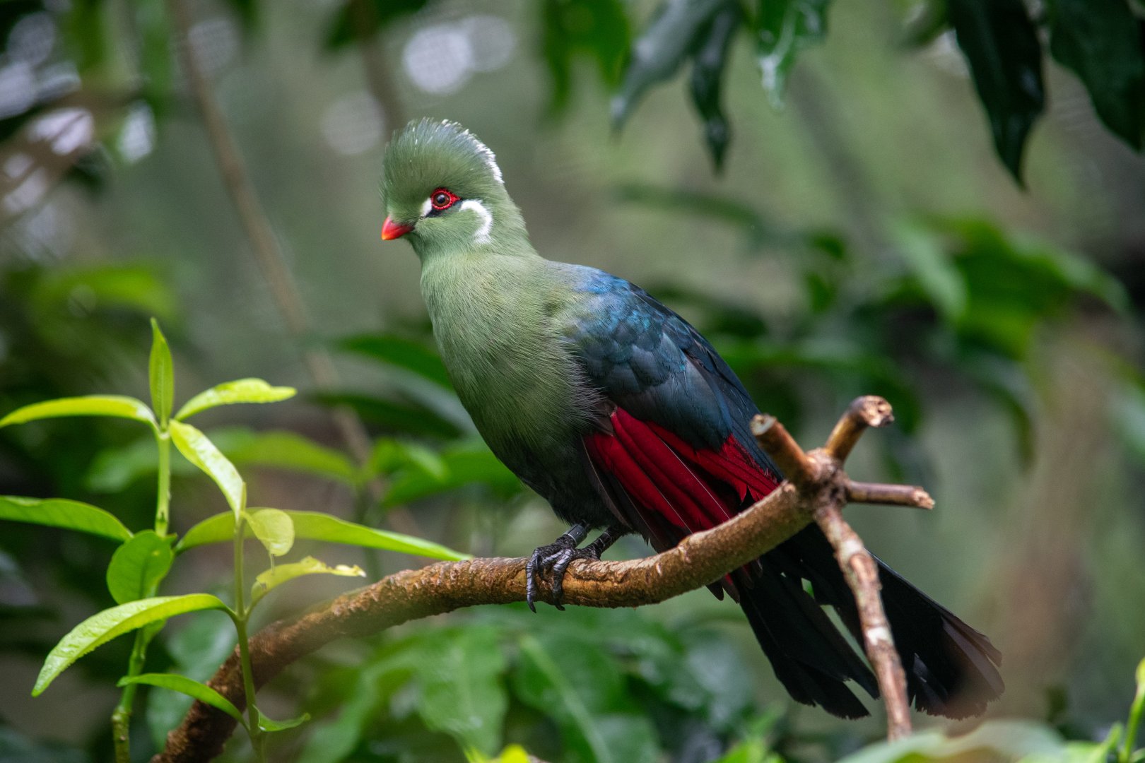 Hybrid Turaco