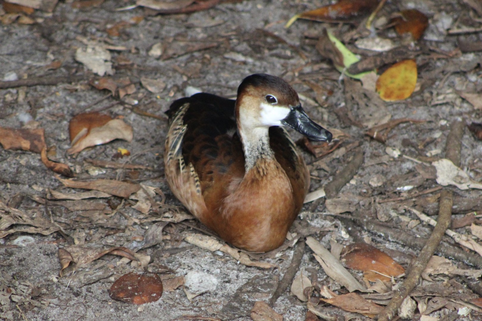 Hybrid Whistling Duck