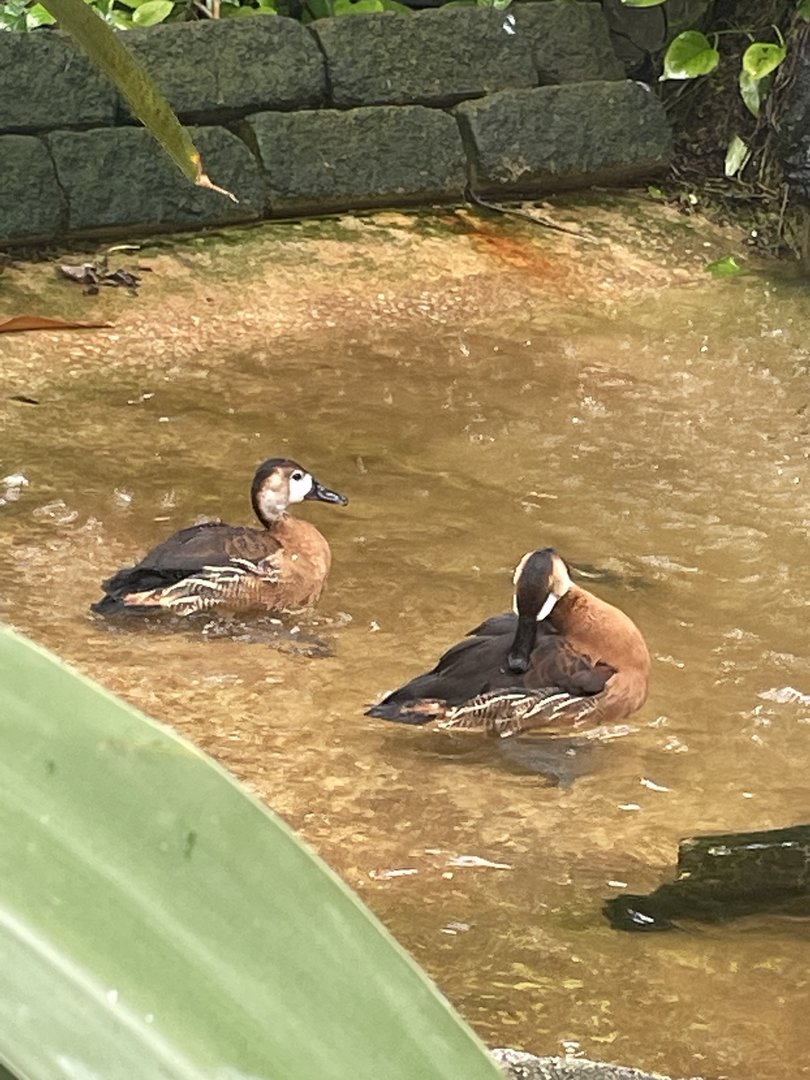Hybrid Whistling Ducks