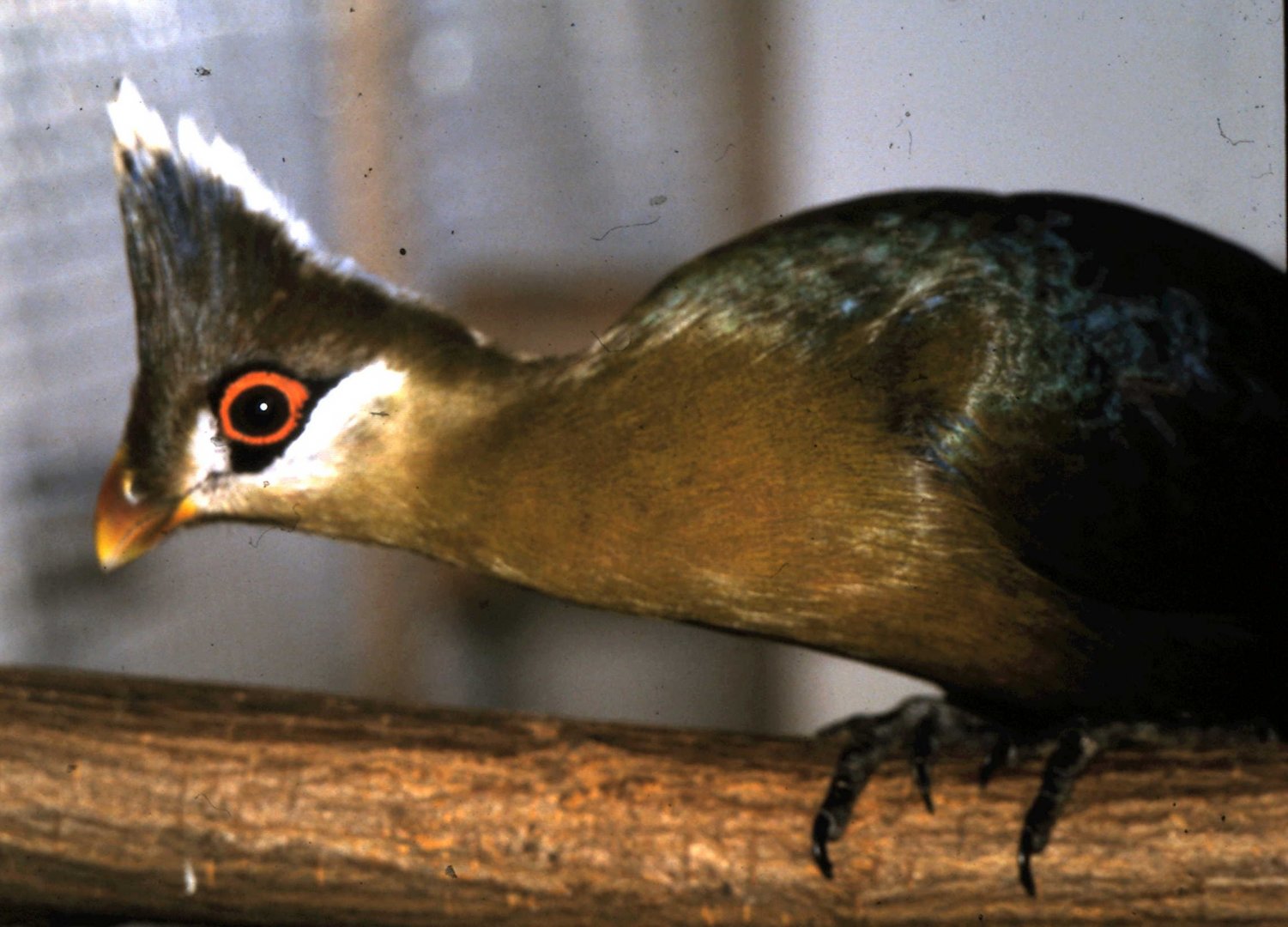 Hybrid White-crested turaco x Schalow's turaco