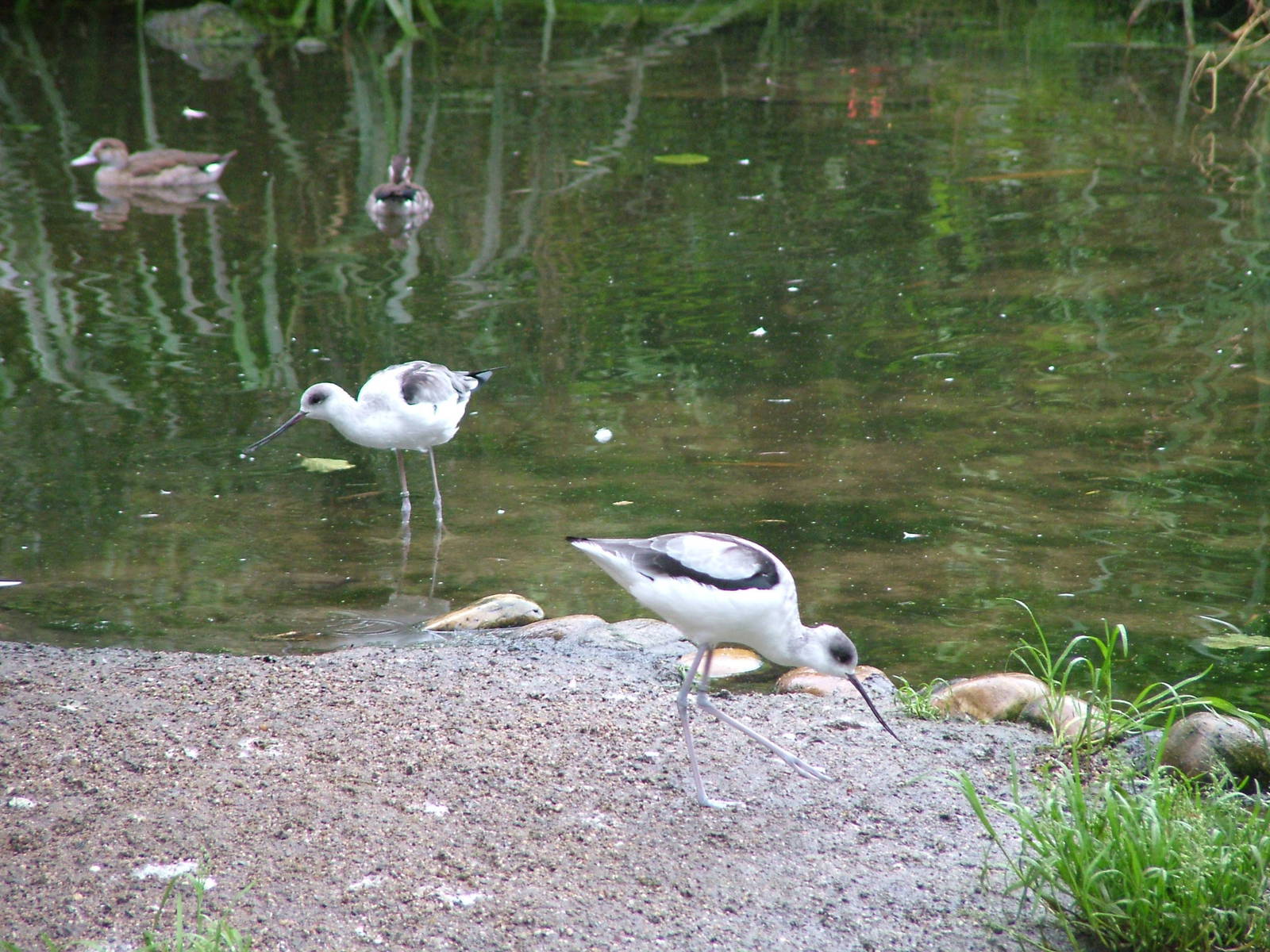 Hybrids of Black-winged Stilt and Pied Avocet at NaturZoo Rheine
