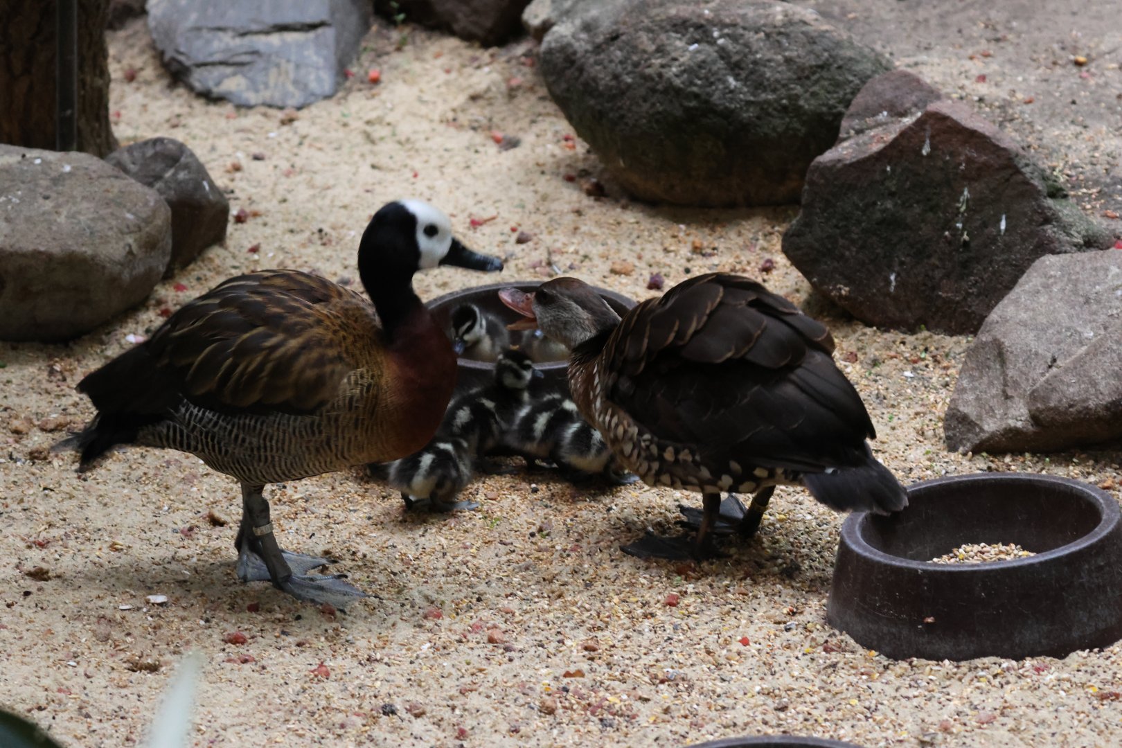 Hybrids of foster parents?