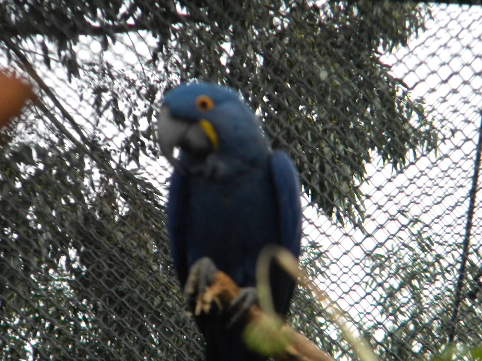 Hycanthic Macaw at Chester Zoo 19th February 2011