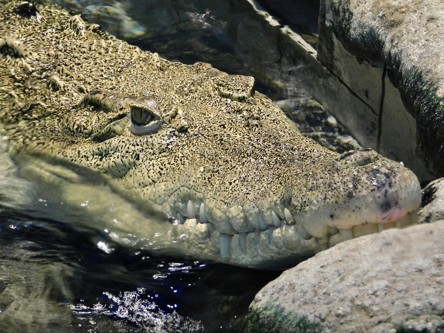 Hyde the Female Saltwater Crocodile (Crocodylus porosus) NIFREL