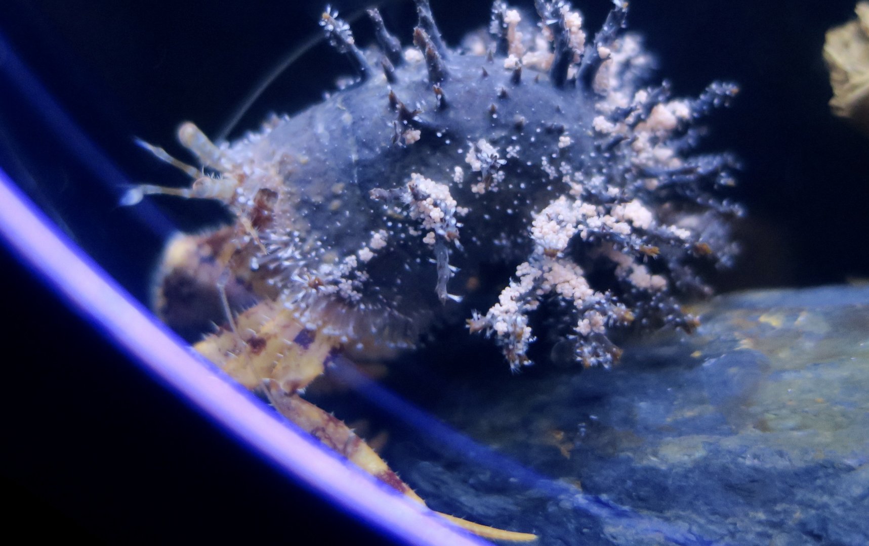 Hydrissa sodalis, a jellyfish that grows on hermit crab shells