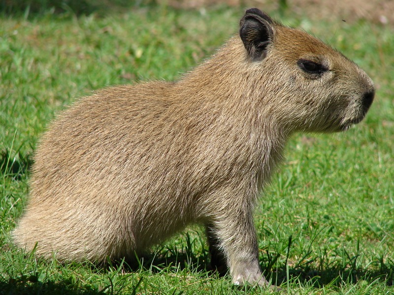 Hydrochaeris hydrochaeris  / Capybara (young, born 03-06-2011), 11-06-2011
