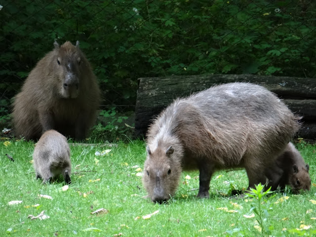 Hydrochaeris hydrochaeris