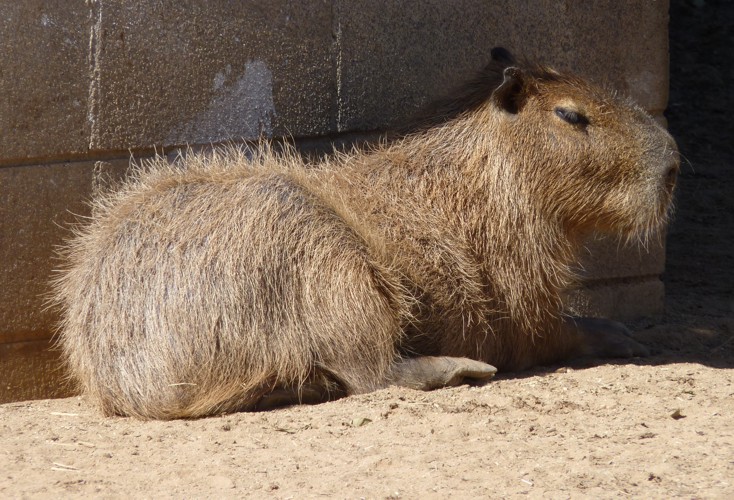 Hydrochoerus hydrochaeris