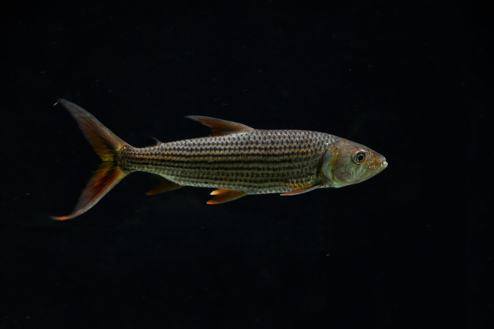 Hydrocynus vittatus