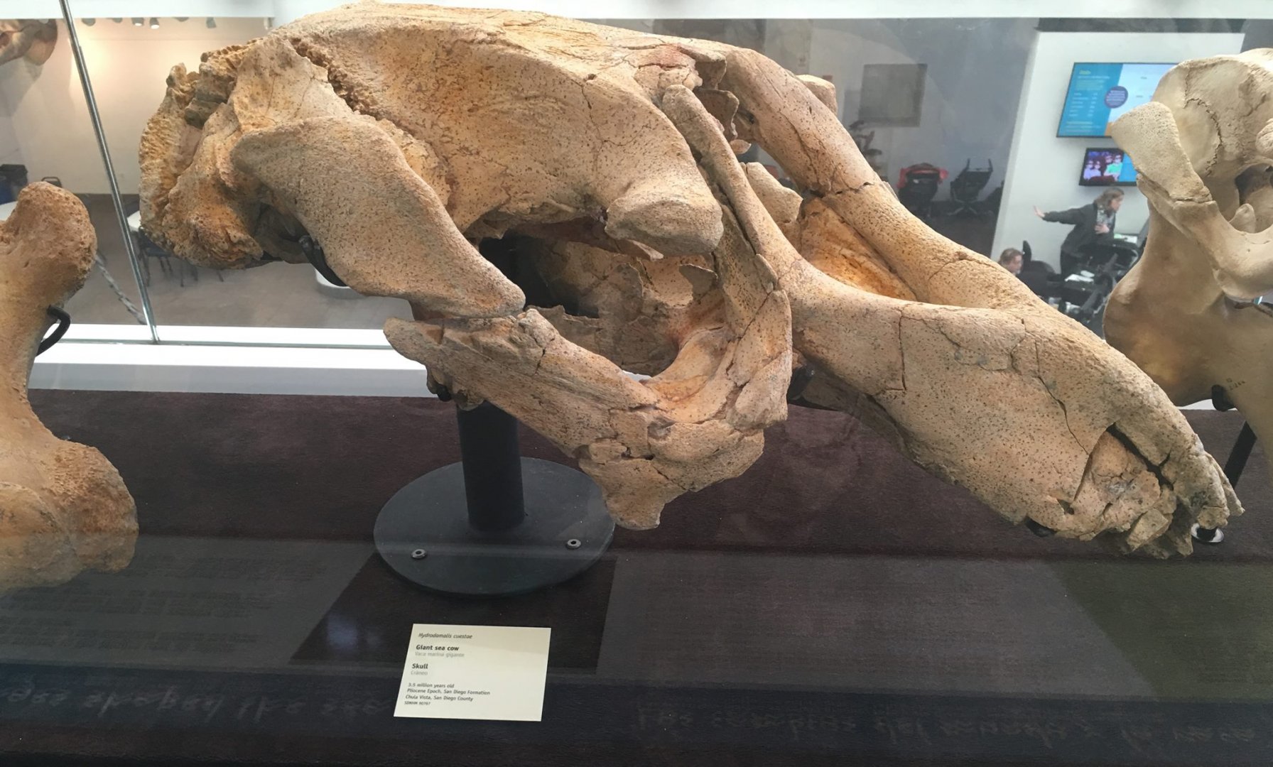 Hydrodamalis cuesta skull