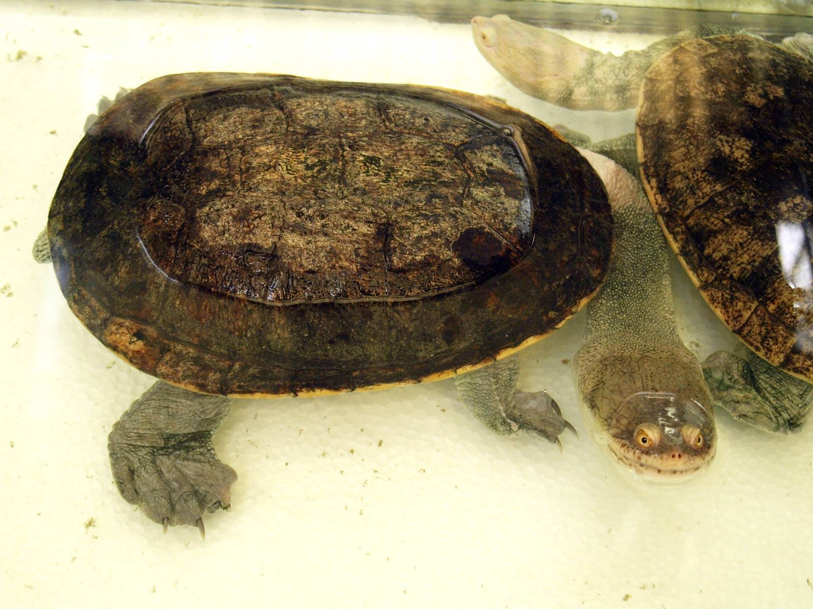 Hydromedusa tectifera