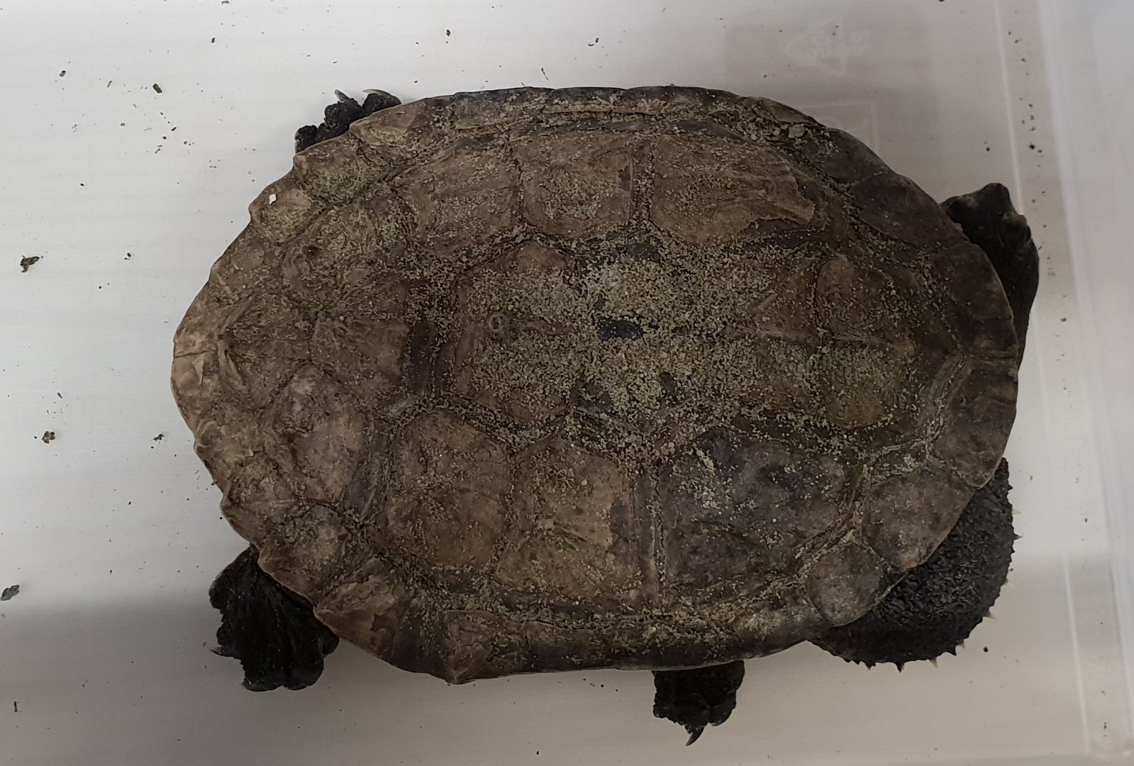 Hydromedusa tectifera