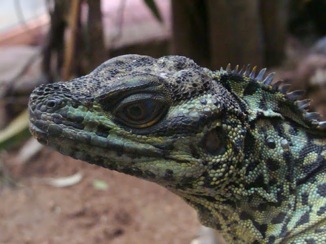 Hydrosaurus amboinensis