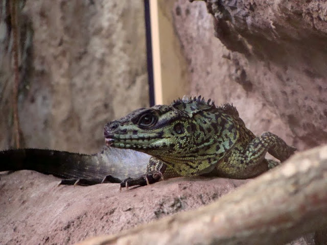 Hydrosaurus amboinensis