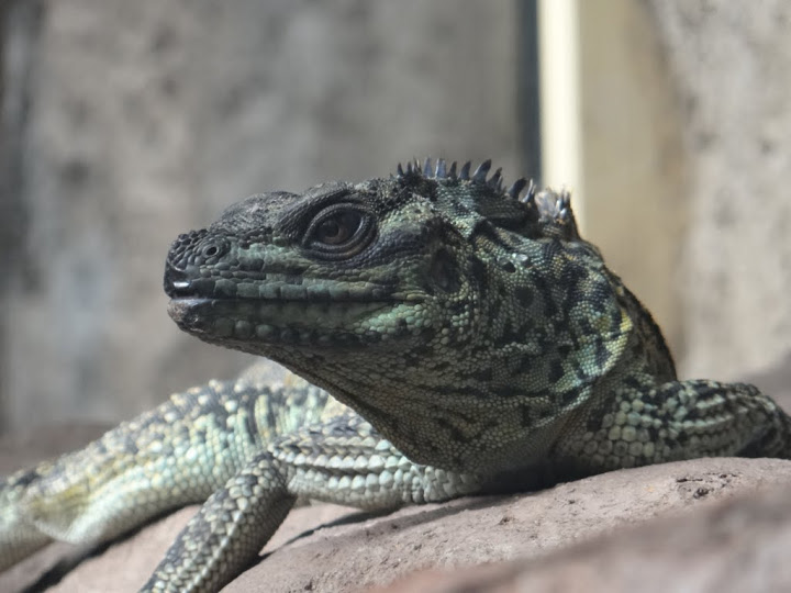 Hydrosaurus amboinensis