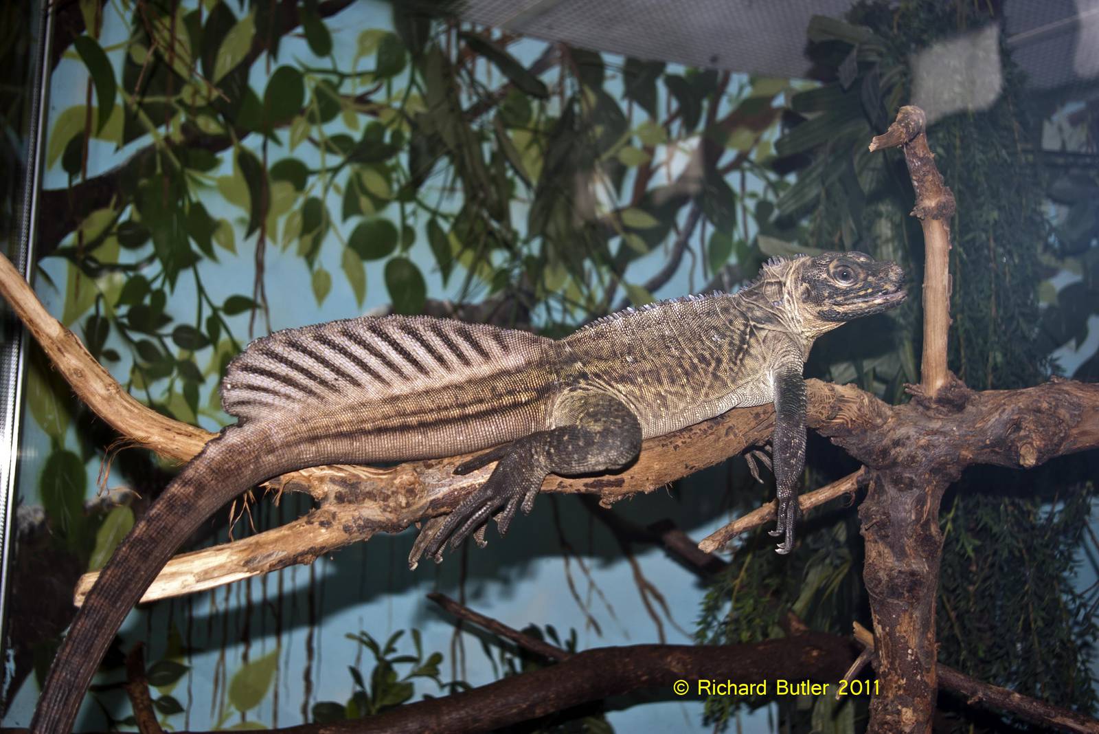 Hydrosaurus pustulatus