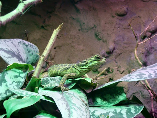 Hydrosaurus pustulatus