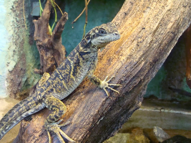 Hydrosaurus pustulatus