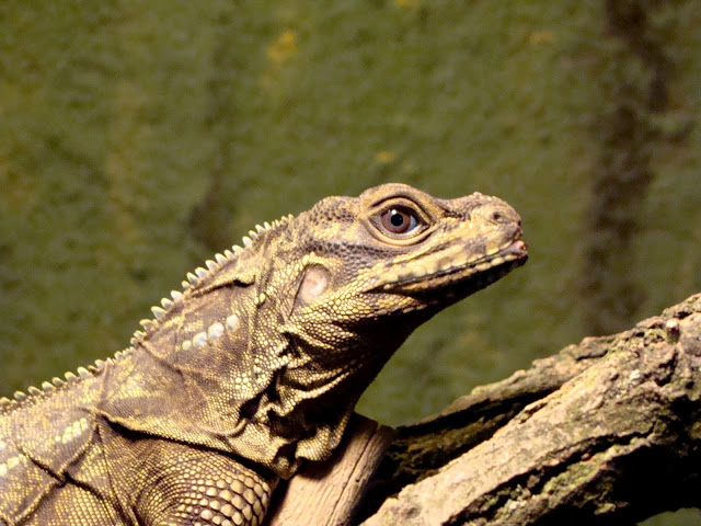 Hydrosaurus pustulatus