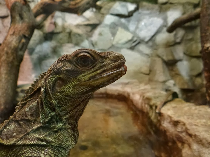 Hydrosaurus pustulatus