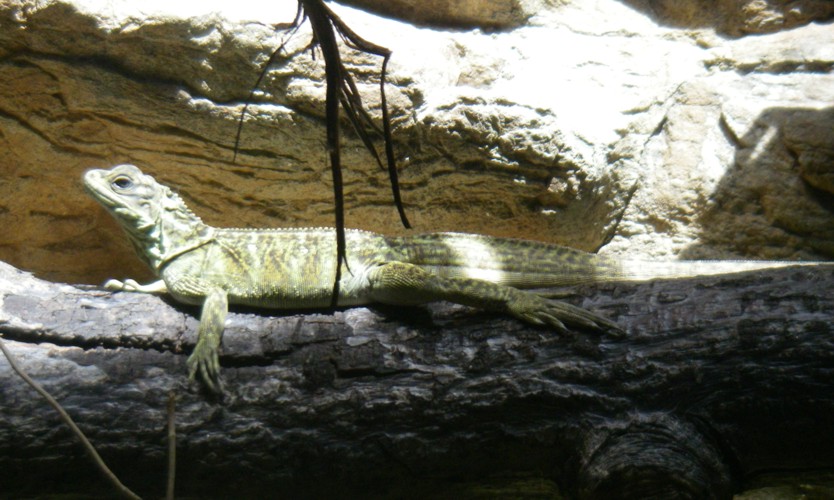 Hydrosaurus pustulatus