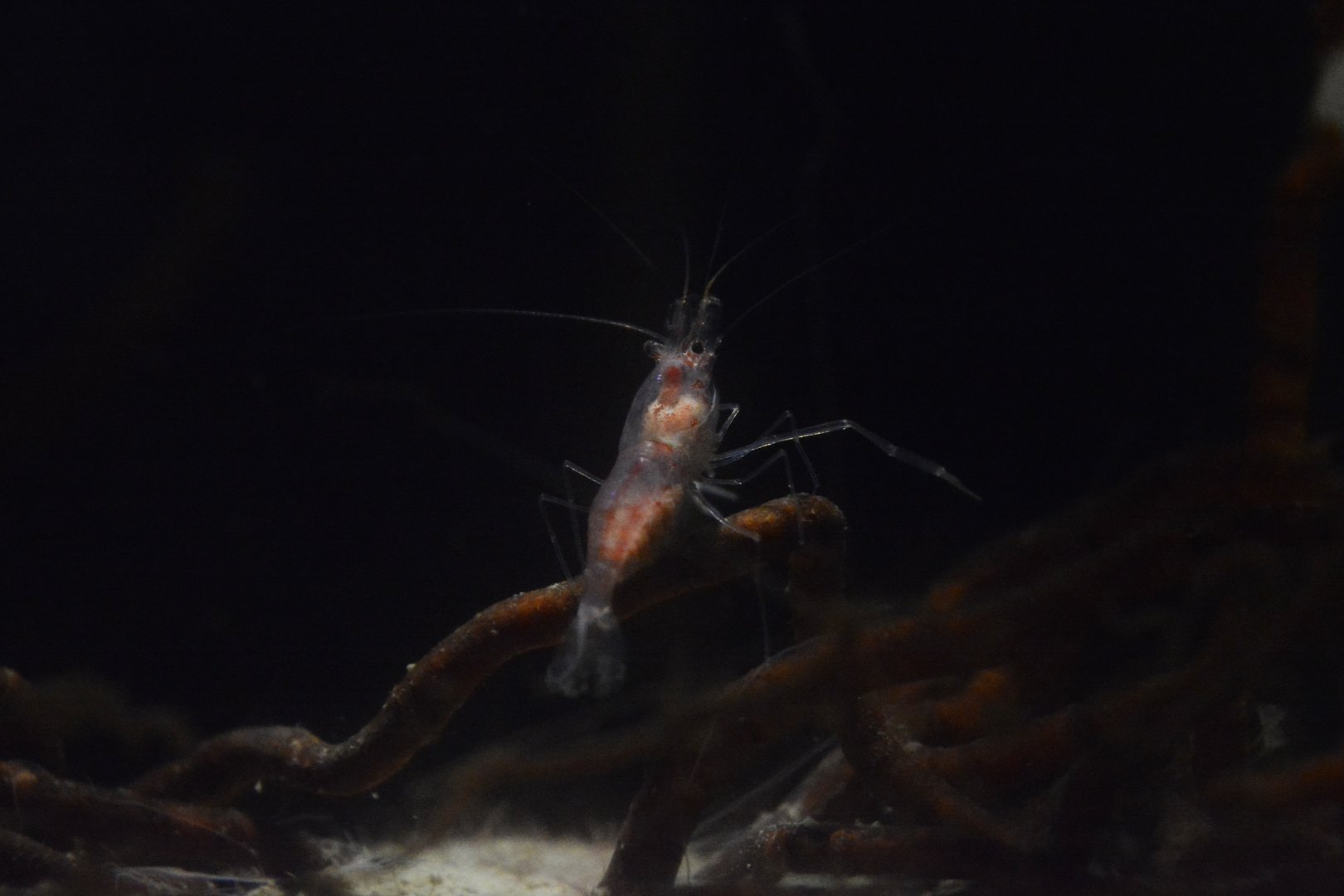Hydrothermal shrimp (Periclimenes thermohydrophilus)