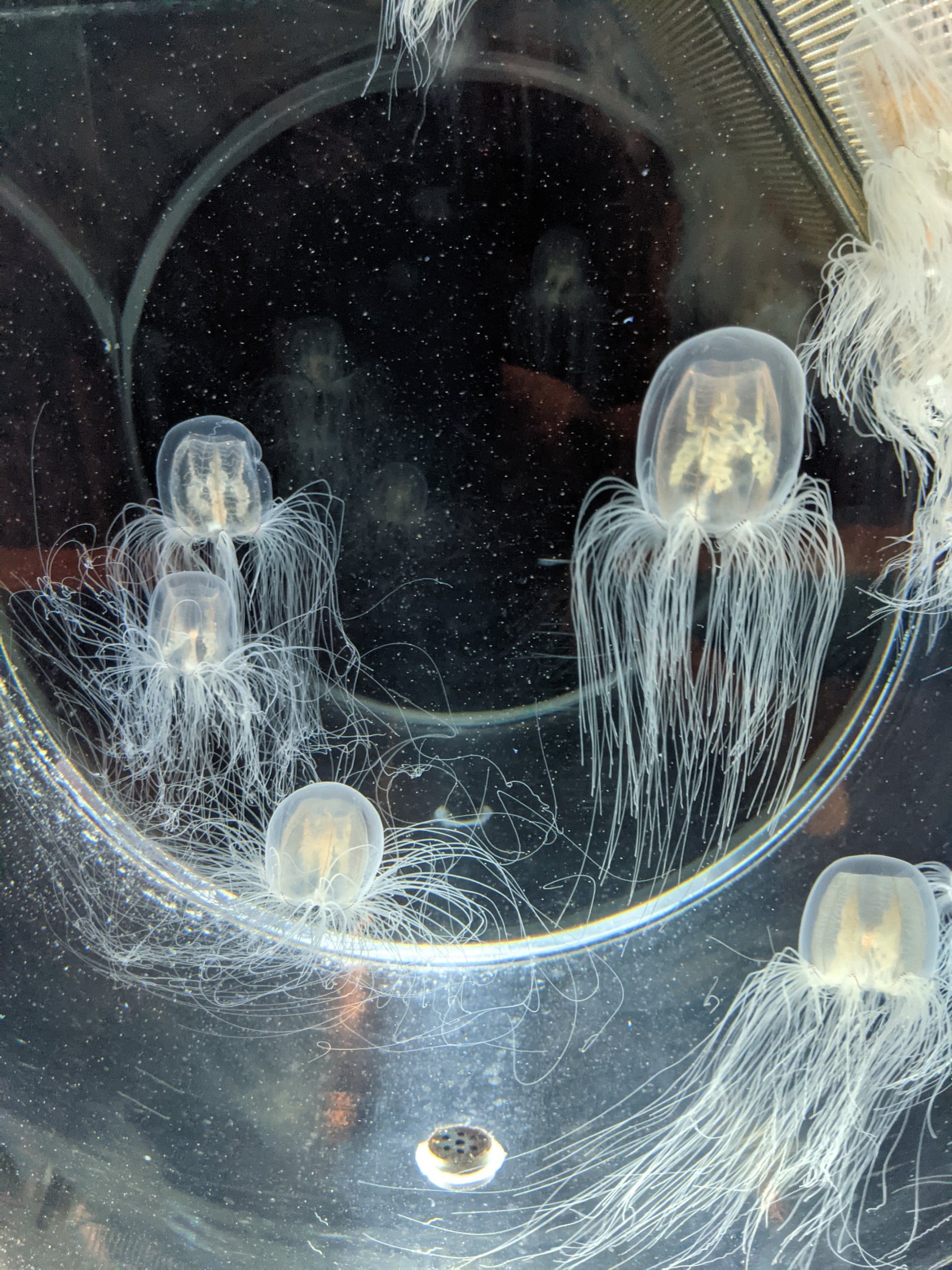 Hydrozoa (Spirocodon saltator)