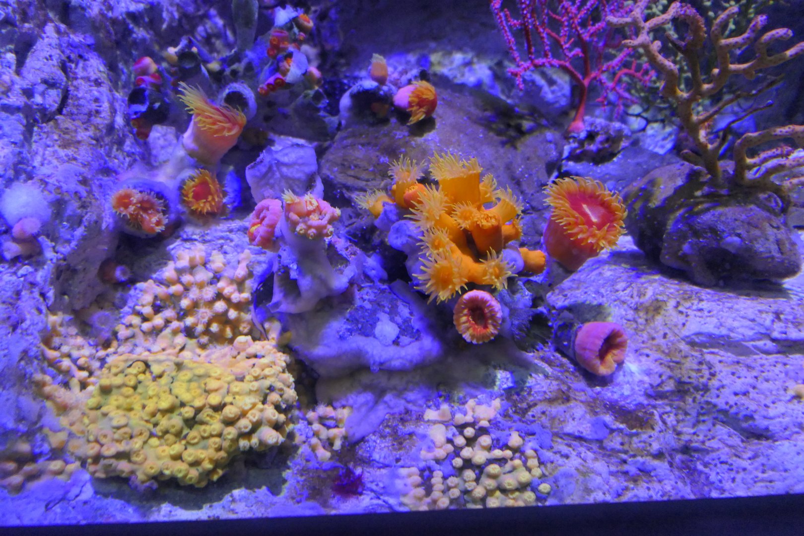 Hydrozoanthus gracilis, Rhizopsammia minuta mutsuensis, Dendrophyllia sp. and others