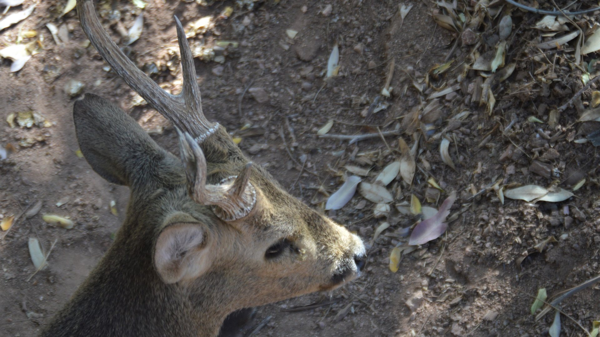 Hyelaphus calamianensis