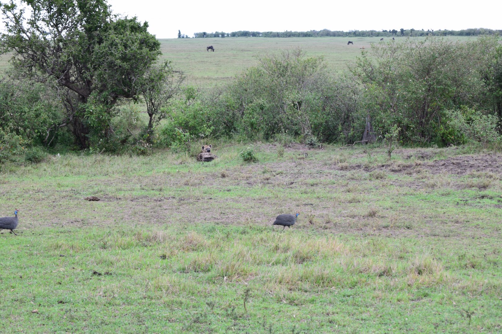 Hyena and guinea fowl