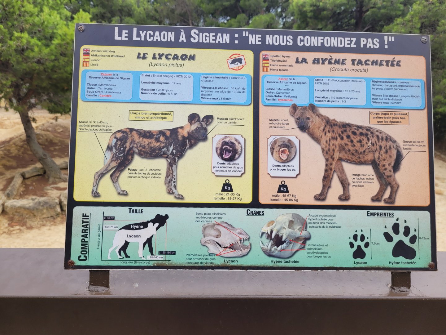 Hyena and wild dog comparation sign -Réserve Africaine de Sigean (2022)