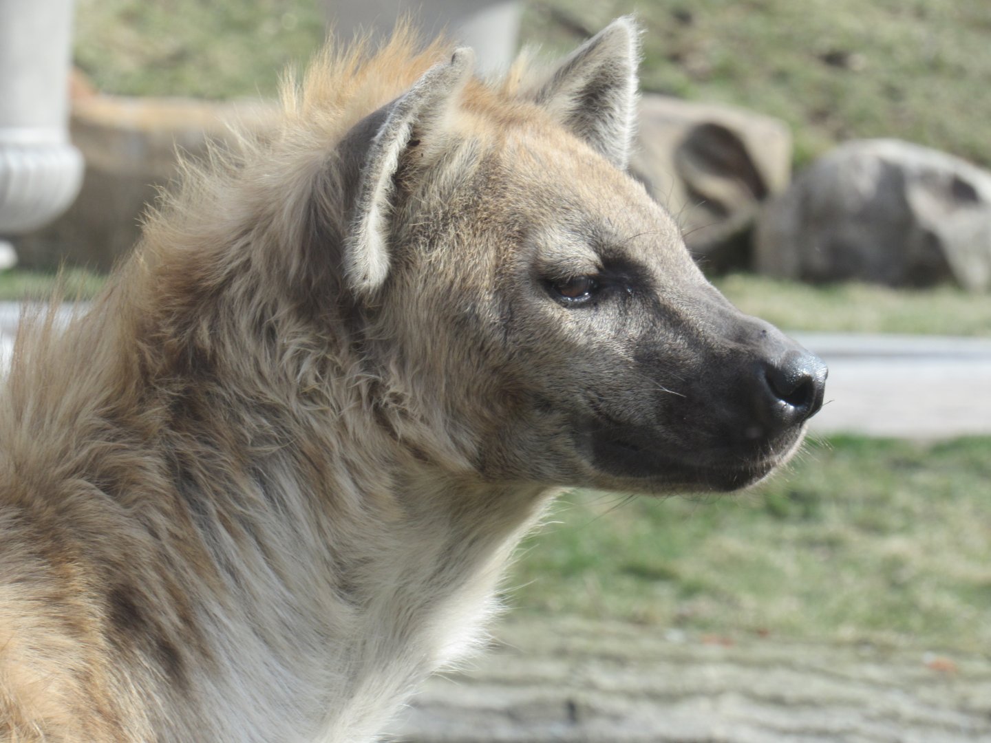 Hyena at the Turtle Back Zoo