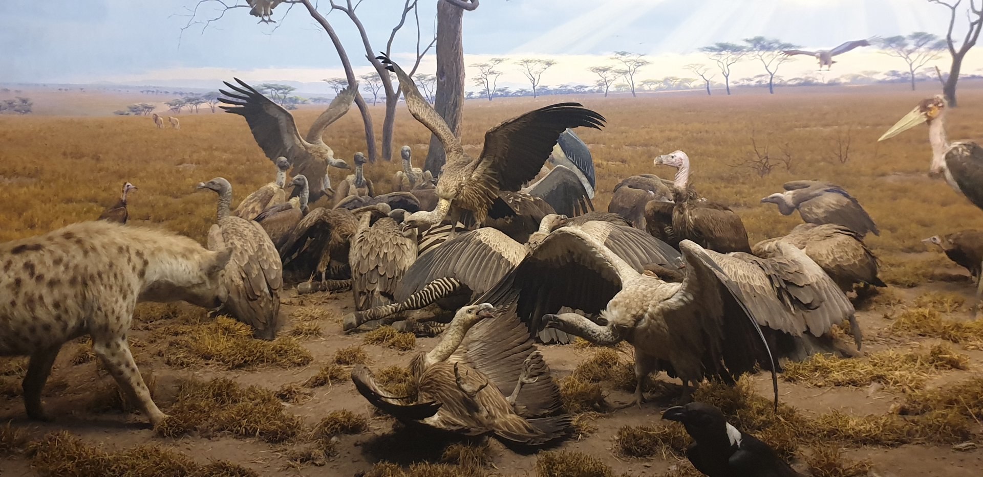 Hyena & Black-backed Jackal & Vultures